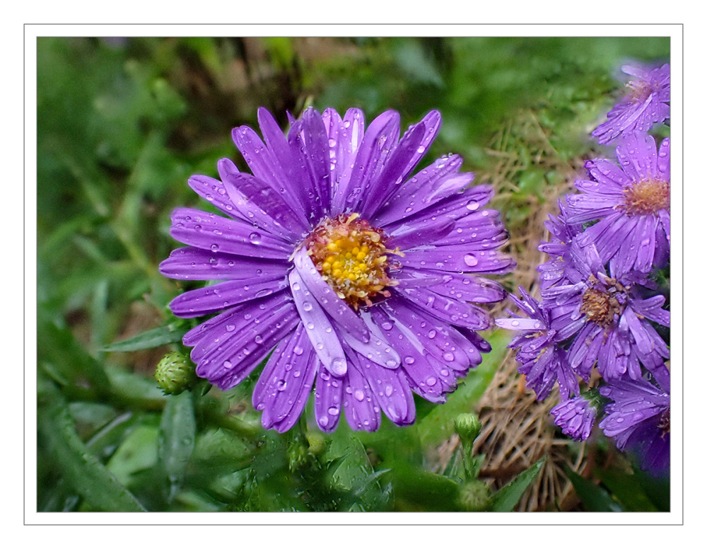 Herbstastern
Die Blütenköpfe bestehen aus einer gelblichen Mitte und sind vor allem durch Züchtungen und Hybridisierung der Arten in großem Farbspektrum erhältlich. Es reicht von lila, rosa und den Purpurtönen der Ursprungsarten nun auch über weiß bis hin zu annähernden Blautönen. lt.gartenzauber
Schlüsselwörter: 2025