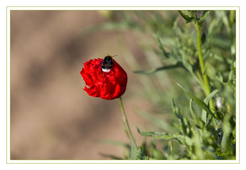 Klatschmohn mit Besucher
Schlüsselwörter: Klatschmohn; Hummel;