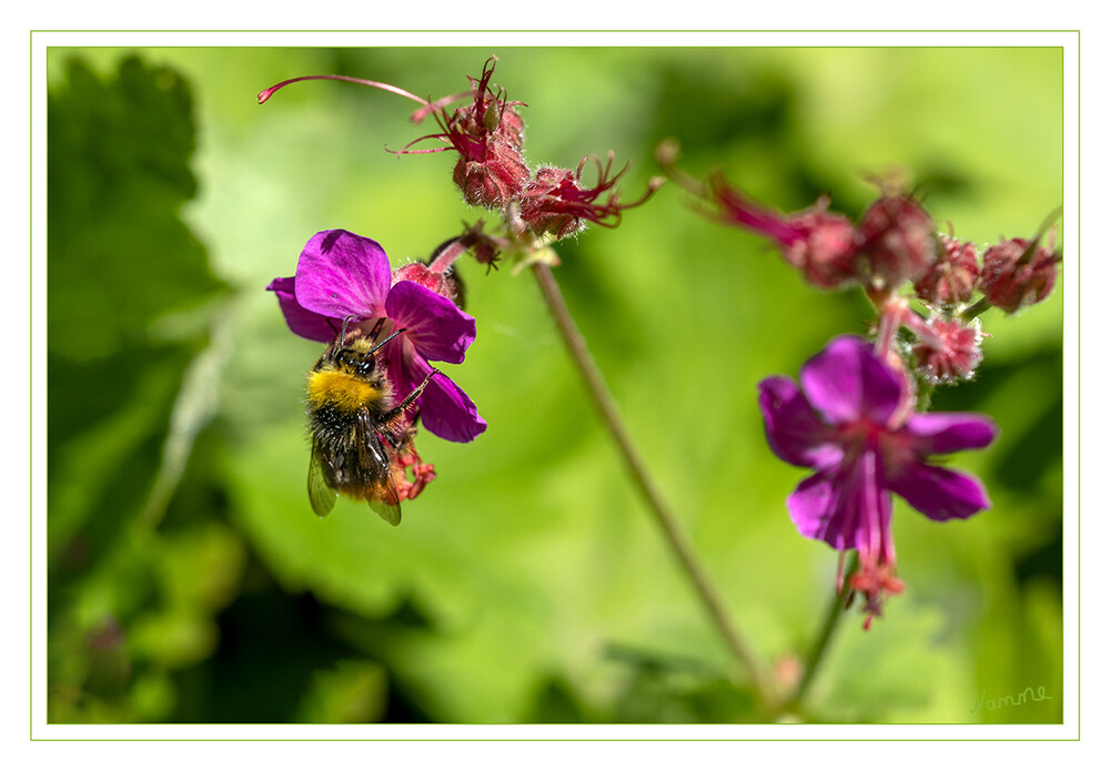 Angedockt
Die Hummeln (Bombus) sind eine zu den Echten Bienen gehörende Gattung staatenbildender Insekten. Die im weiblichen Geschlecht über einen Wehrstachel verfügenden Hautflügler (Hymenoptera) gehören zu den Stechimmen, auch Wehrimmen genannt. Sie kommen überwiegend in den gemäßigteren und kühleren Regionen der Nordhalbkugel vor. laut Wikipedia
Schlüsselwörter: Hummel