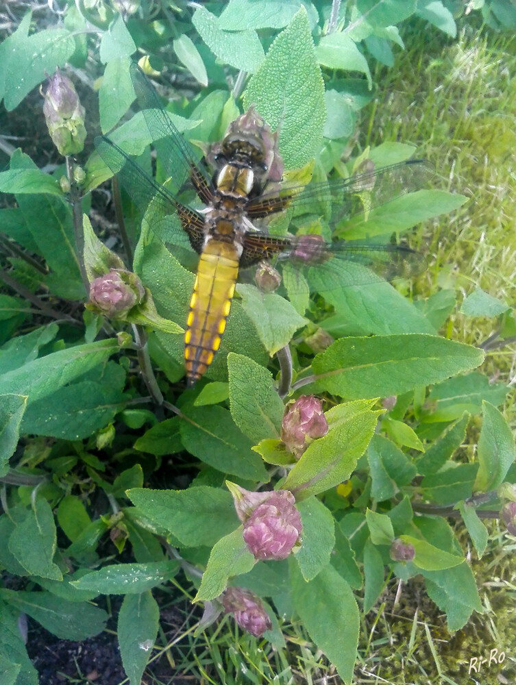  Plattbauch
(Libellula depressa) Flügelspannweite 7 bis 8 cm. Die Männchen u. Weibchen sind sehr unterschiedlich gefärbt, die Männchen haben einen blauen, die Weibchen einen braunen oder gelbbraunen Hinterkörper (lt.naturspektrum.de)

 
Schlüsselwörter: Libelle