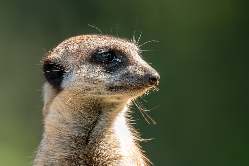 Zoo Krefeld
Erdmännchen
Marianne D.
Schlüsselwörter: Zoo Krefeld