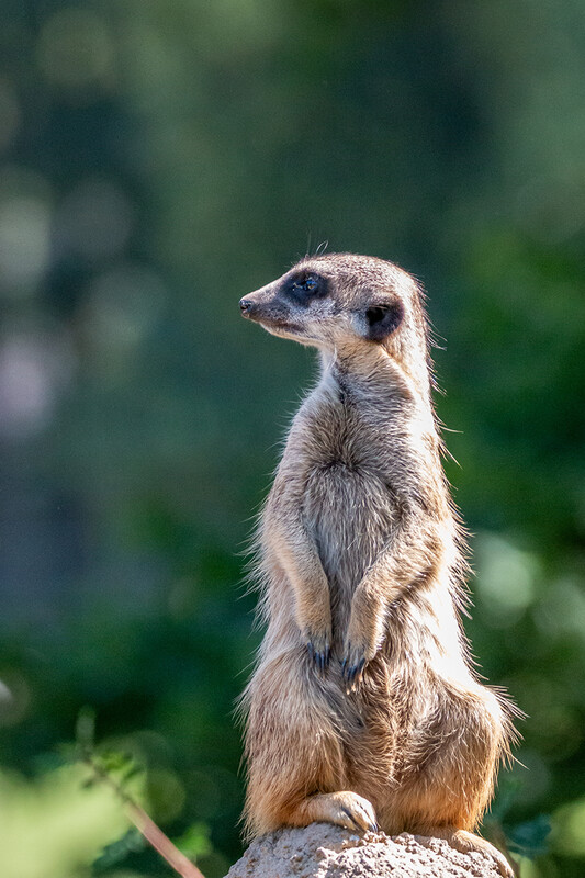 Zoo Krefeld
Erdmännchen
Marianne D
Schlüsselwörter: Zoo Krefeld; Erdmännchen