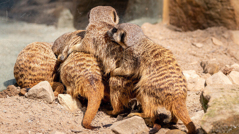 Zoo Krefeld
Erdmännchen
Marianne D.
