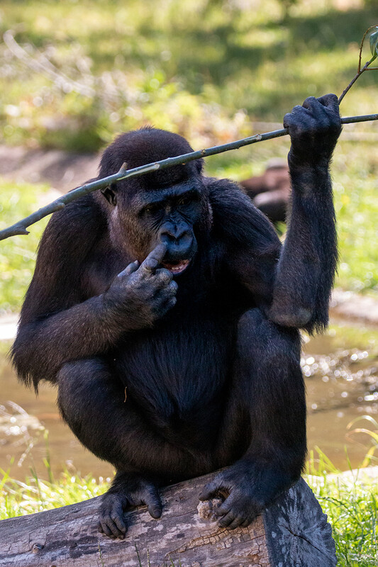 Zoo Krefeld
Gorilla 
Marianne D.
