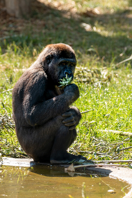 Zoo Krefeld
Gorilla
Marianne D.
Schlüsselwörter: Zoo Krefeld