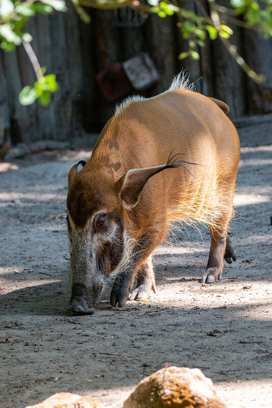 Zoo Krefeld
Pinselohrschwein
Marianne D.
Schlüsselwörter: Zoo Krefeld