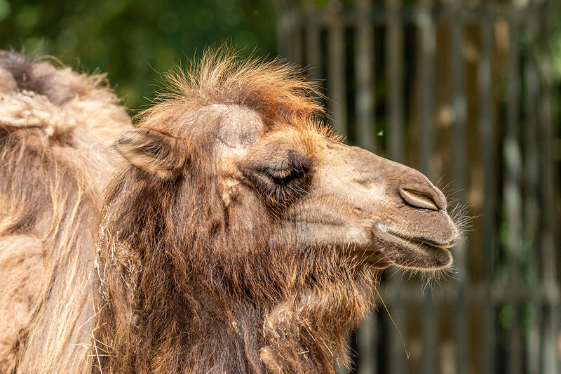Zoo Krefeld
Trampeltier (Camelus ferus) 
Marianne D.
Schlüsselwörter: Zoo Krefeld