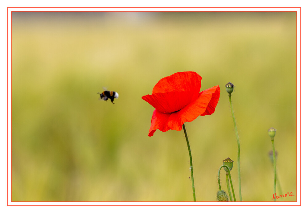 Klatschmohn
Der Klatschmohn, auch Mohnblume oder Klatschrose genannt, ist eine Pflanzenart aus der Gattung Mohn innerhalb der Familie der Mohngewächse. laut Wikipedia
Schlüsselwörter: 2024