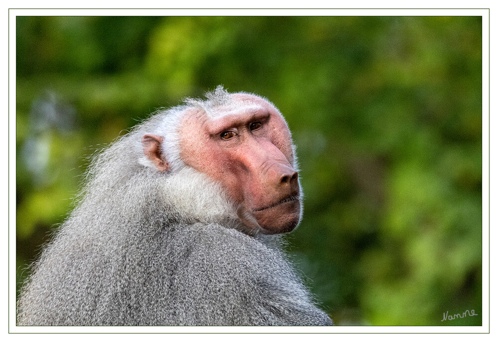 44 - Zoo Krefeld
2022
Schlüsselwörter: Zoo Krefeld; Pavian