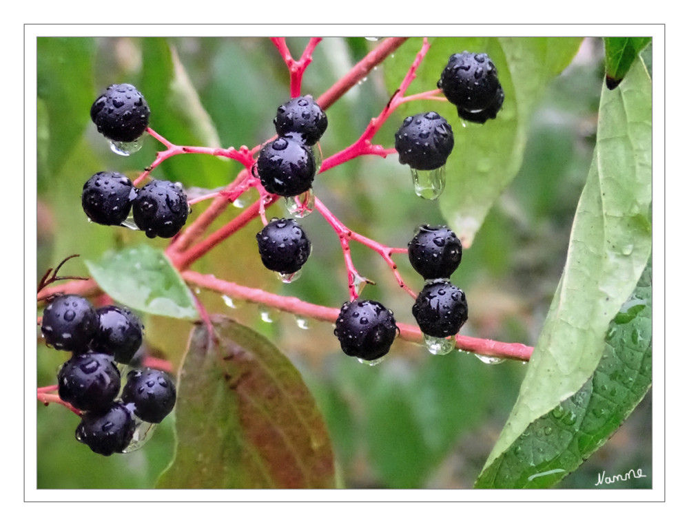 Shit-Wetter-Beeren
Schlüsselwörter: 2025
