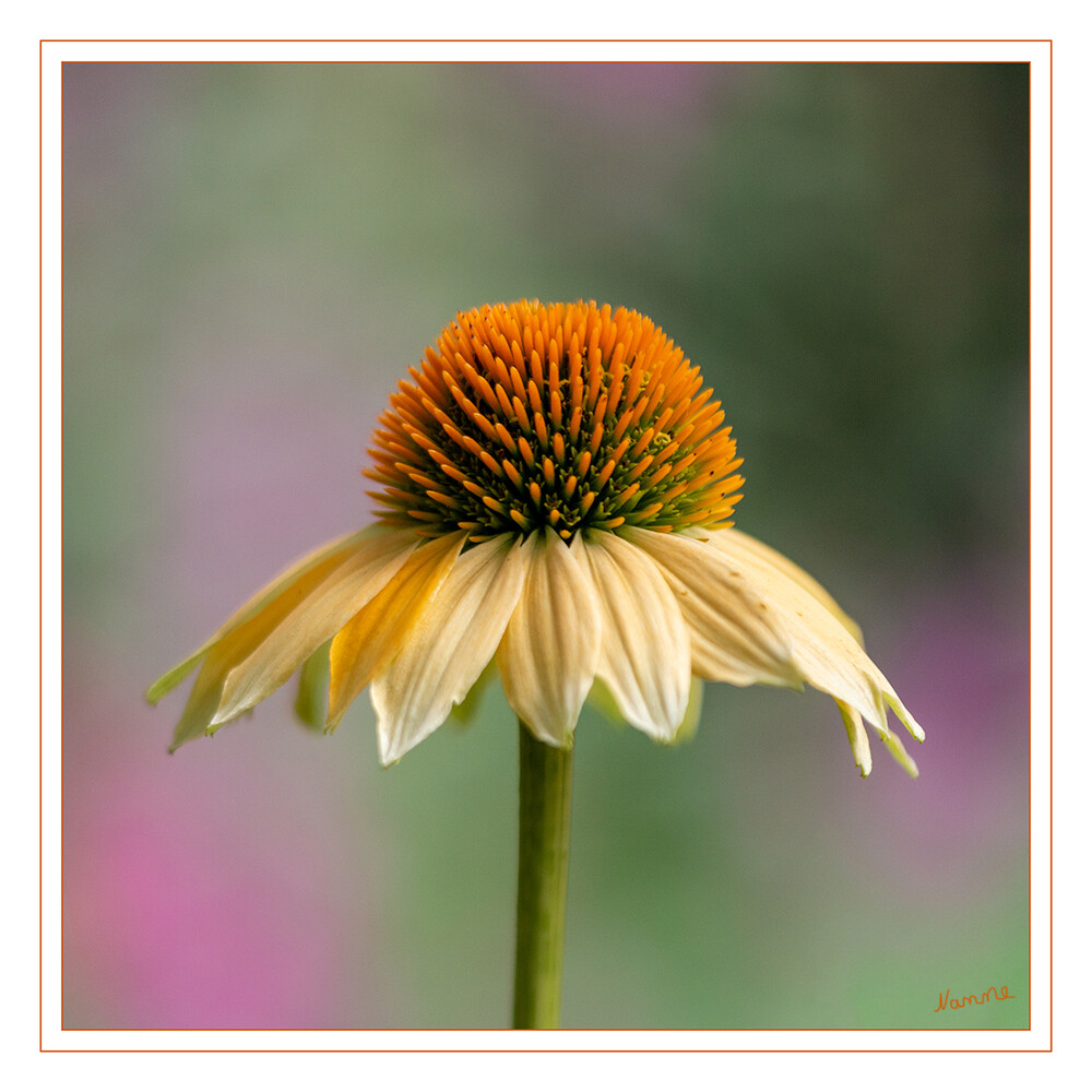 Sonnenhut
Die Sonnenhüte, auch Scheinsonnenhüte oder Igelköpfe genannt, sind eine Pflanzengattung aus der Familie der Korbblütler. laut Wikipedia
Schlüsselwörter: Echinacea