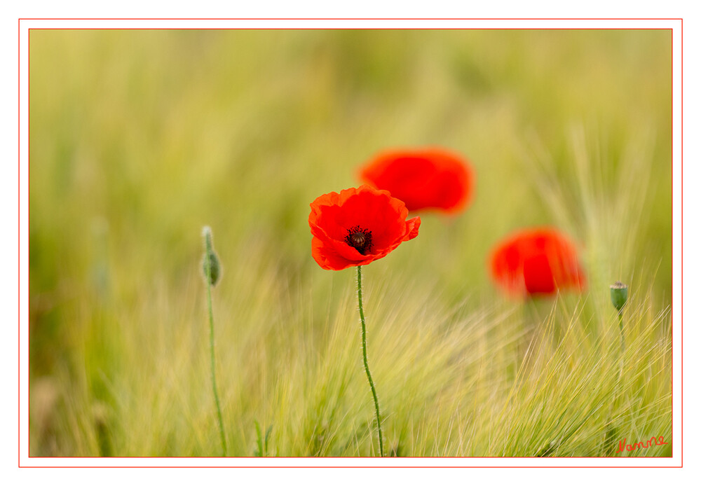 Klatschmohn
war lange Zeit eine Heilpflanze, aus der Tee gewonnen wurde. Dieser kam bei Husten, Schmerzen und zur Beruhigung von Kindern zum Einsatz. In der wissenschaftlichen Medizin spielt Klatschmohn keine Rolle mehr. laut n-tv
Schlüsselwörter: 2024