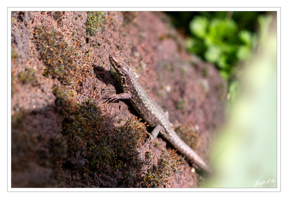 Wie ist das Wetter heute?
Eidechsen sind Schuppenkriechtiere. Sie haben eine schuppige Haut und gehören zu den wechselwarmen Reptilien. Das heißt: Sie benötigen Wärme, um beweglich zu werden und auf Touren zu kommen. Vor allem am Morgen brauchen sie die Sonne oder wenigstens warme Lufttemperaturen, um auf Beutefang gehen zu können. Wenn es bei uns im Spätherbst kalt wird, verstecken sie sich für ihren Winterschlaf. laut wwf-junior
Schlüsselwörter: 2024