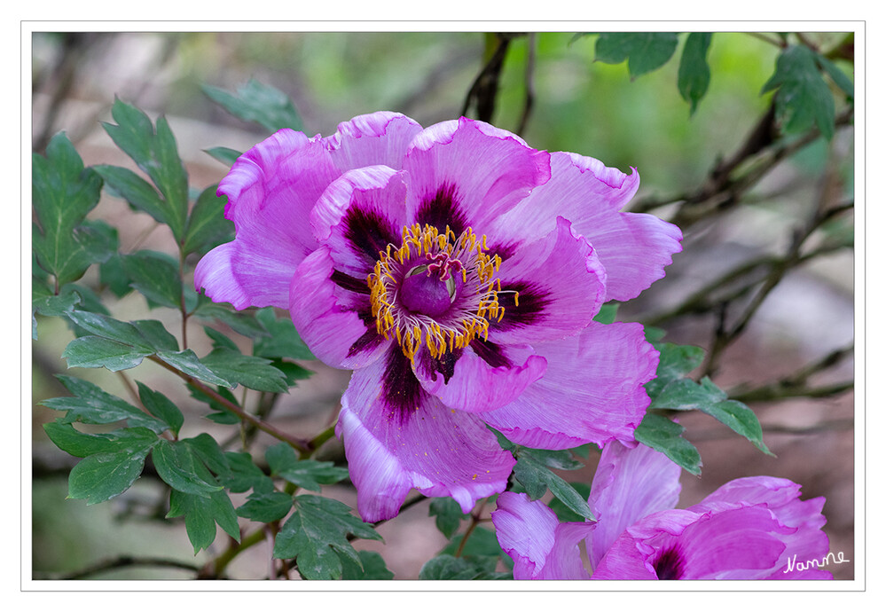 Gewöhnliche Bauern-Pfingstrose
Die Pflanze liebt die Sonne und Bienen und Insekten werden von den weit geöffneten Blüten magisch angezogen.
Die Bauern-Pfingstrose ist eine Pflanze, welche schon seit Jahrhunderten in unseren Bauerngärten mit wenig Pflegeaufwand überdauerte.
Wurde und wird als Heilmittel verwendet.Sie besitzt wunderschöne, rosa Schalenblüten mit gut sichtbaren gelben Staubgefäßen. laut naturadb

Schlüsselwörter: 2024