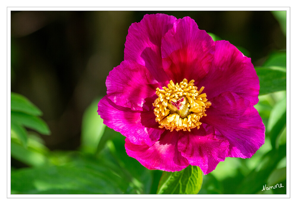 Bauernpfingstrose
Die Gemeine Pfingstrose (Paeonia officinalis), auch Echte Pfingstrose, Bauern-Pfingstrose, Garten-Pfingstrose und kurz auch Pfingstrose genannt, ist eine Pflanzenart aus der Gattung der Pfingstrosen (Paeonia) innerhalb der Familie der Pfingstrosengewächse (Paeoniaceae). Sorten der Gemeinen Pfingstrose werden als Zierpflanzen in Parks und Gärten verwendet. laut Wikipedia
Schlüsselwörter: 2024