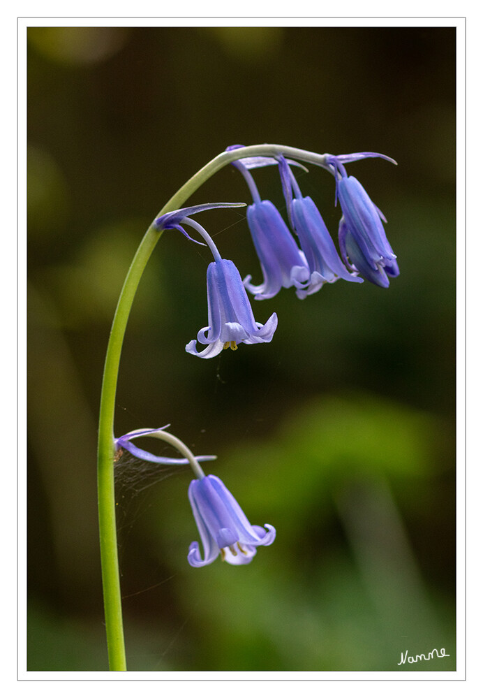 Hasenglöckchen
Die Hasenglöckchen (Hyacinthoides) sind eine Pflanzengattung innerhalb der Familie Spargelgewächse (Asparagaceae). Der botanische Gattungsname Hyacinthoides ist aus dem Gattungsnamen Hyacinthus und dem griechischen oides für ähnlich hergeleitet. Heimatgebiete der Arten liegen im westlichen Europa und im nordwestlichen Afrika. laut Wikipedia
Schlüsselwörter: 2024