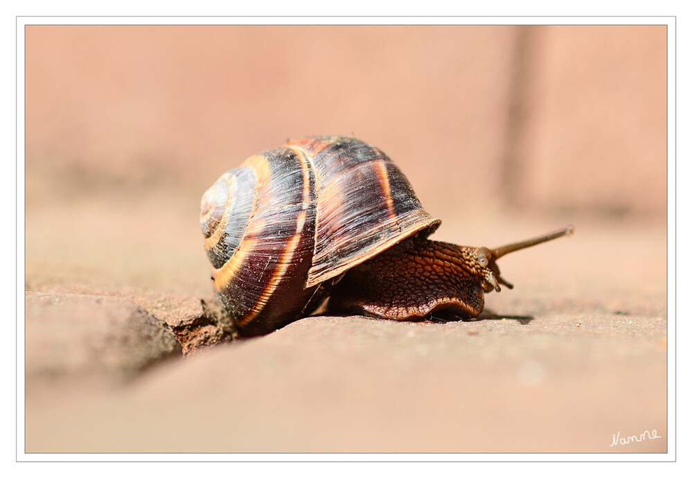 Ich gehe meinen Weg
Schnecken, von althochdeutsch snahhan, ‚kriechen‘, sind eine Tierklasse aus dem Stamm der Weichtiere. Es ist die artenreichste der acht rezenten Klassen der Weichtiere und die einzige, die auch landlebende Arten hervorgebracht hat. Die meisten Schneckenarten leben in Gewässern. laut Wikipedia
Schlüsselwörter: 2024