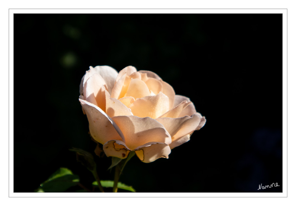 Kurz die Sonne genießen
Die Rosen sind trotz ihrer großen, farblich wie geruchlich auffallenden Blüten nur eingeschränkt insektenblütig (entomogam): Es wird nur in Einzelfällen Nektar produziert. Blütenbesucher sind vorwiegend pollensammelnde Insekten. lt. Wikipedia
Schlüsselwörter: 2025