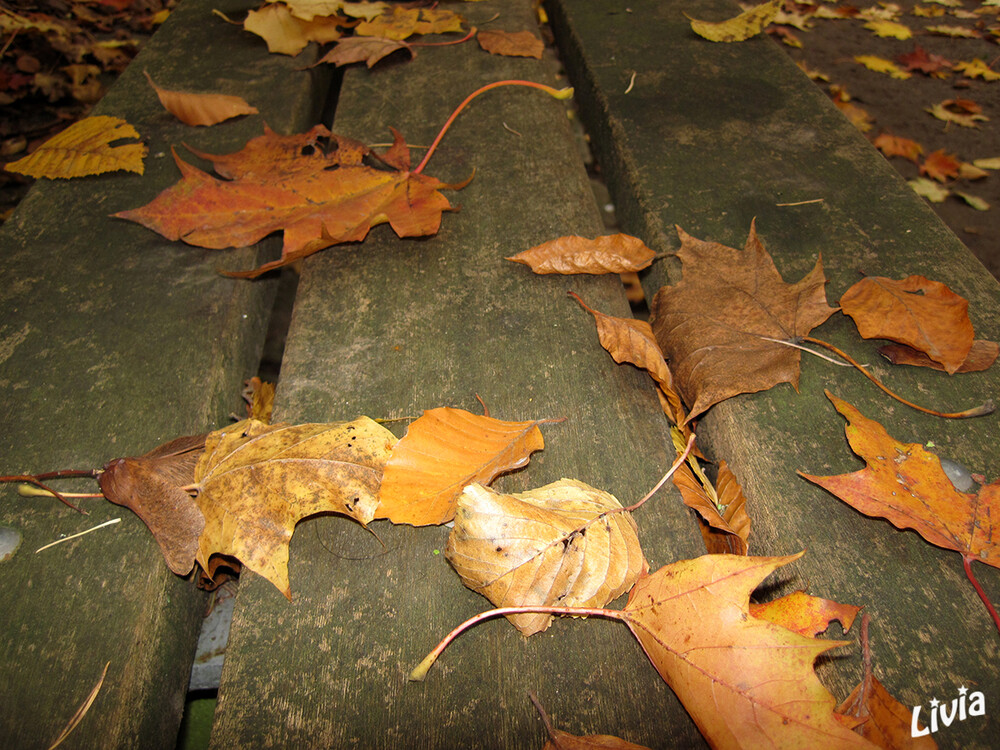 Herbstblätter
