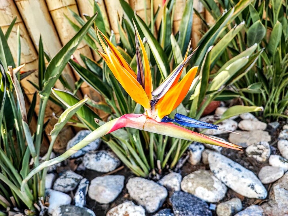 Paradiesvogelblume
Die Paradiesvogelblume, auch Königs-Strelitzie, Königin-Strelitzie oder Papageienblume genannt, ist eine Pflanzenart aus der Gattung der Strelitzien in der Familie der Strelitziengewächse. laut Wikipedia
Schlüsselwörter: Spanien; 2024