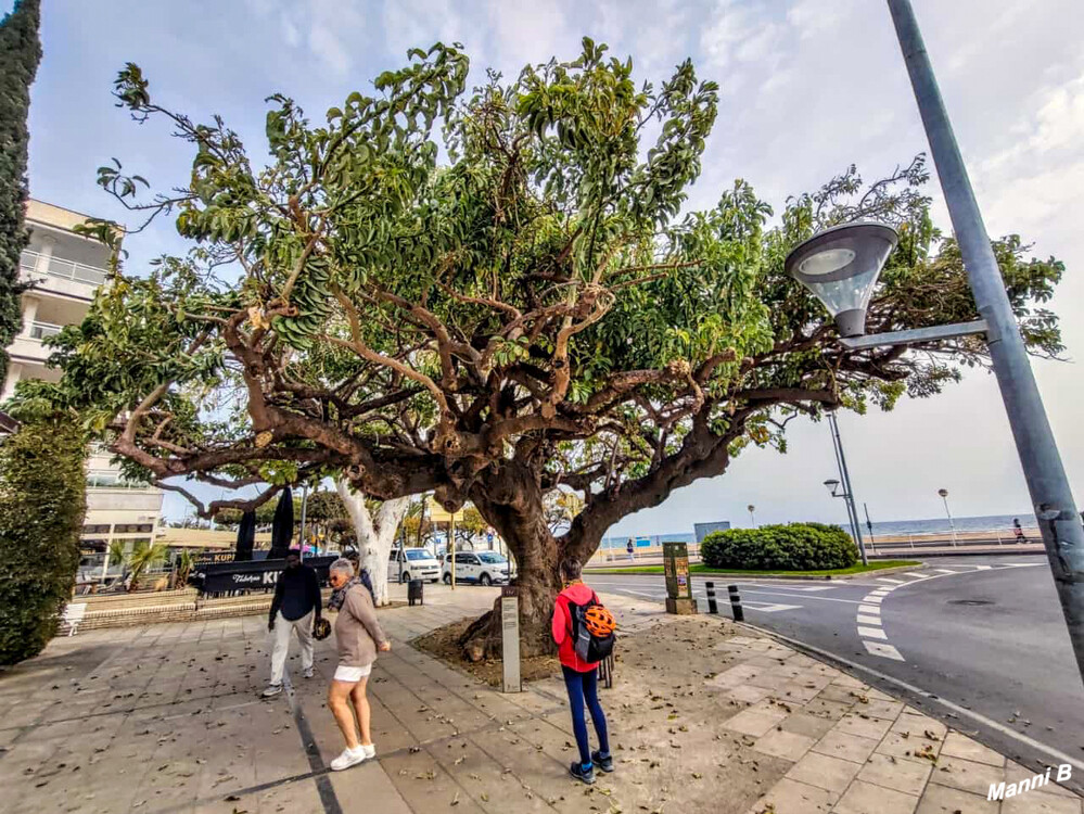 Cambrils
Jungspunde unter einem mehr als hundert Jahre altem Baum
Schlüsselwörter: Spanien; 2024