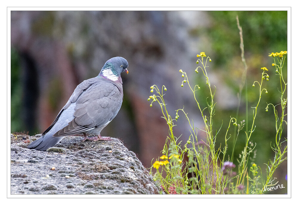 Taube
Die Tauben sind eine artenreiche Familie der Vögel. Sie sind die einzige Familie der Ordnung der Taubenvögel. Eine männliche Taube heißt Tauberich, Täuberich, Tauber oder auch Täuber. Eine weibliche Taube wird manchmal auch Täubin genannt. laut Wikipedia
Schlüsselwörter: 2024