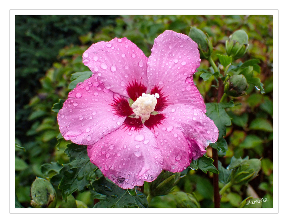 Hibiskus
oder Eibisch (Hibiscus) ist eine Pflanzengattung in der Unterfamilie Malvoideae innerhalb der Familie der Malvengewächse (Malvaceae). lt. Wikipedia
Schlüsselwörter: 2025