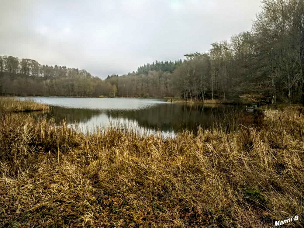 Holzmaar
Das Holzmaar liegt in der Vulkaneifel in Rheinland-Pfalz fast auf halber Strecke zwischen Gillenfeld und Eckfeld. Das Maar hat eine Größe von ca. 6,8 ha bei einem Durchmesser von 325 m und einer Tiefe von 21 m; es liegt in einem Naturschutzgebiet und ist fast völlig von Wald umgeben. laut Wikipedia
Schlüsselwörter: Eifel