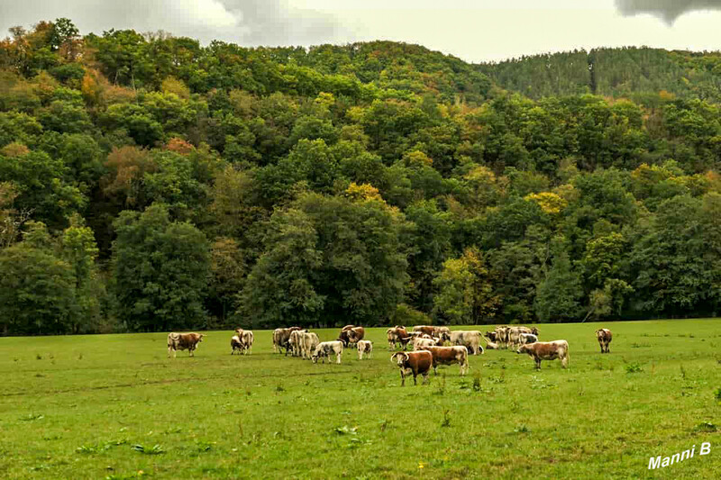 Impressionen aus der Nordeifel
Indien Summer am Rur-Ufer Radweg zwieschen Nideggen und Obermaulbach
Schlüsselwörter: Nordeifel; Eifel