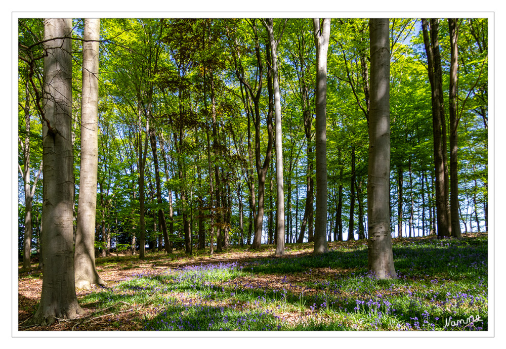 Wald mit Hasenglöckchen
Es sind keine Glockenblumen, sondern Hyacinthoides, also Hasenglöckchen. Sie stehen der Hyazinthe nah und sind Zwiebelblumen. Es gibt das heimische Atlantische Hasenglöckchen (Hyacinthoides non-scripta), und das eingeschleppte Spanische (Hyacinthoides hispanica). lt.guenstiggaertnern
Schlüsselwörter: 2025