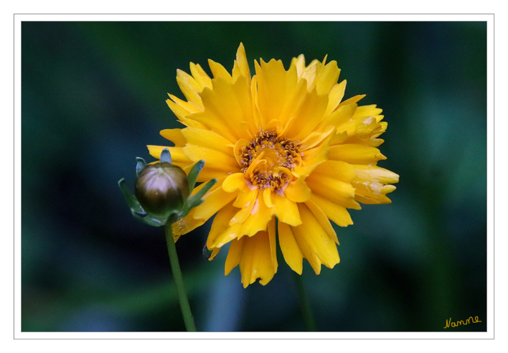 Mädchenaugen
(Coreopsis), auch Schöngesicht oder Wanzenblumen genannt, stammen ursprünglich aus Nord- und Südamerika. Viele der 115 Arten sind in den nordamerikanischen Prärien heimisch, auch ein Großteil der Kultursorten ist in den USA entstanden. Wie man an den hübschen Körbchenblüten leicht erkennen kann, gehören Mädchenaugen zur Familie der Korbblütler (Asteraceae). Die Gattung umfasst vor allem Einjährige und kurzlebige Stauden, die für ihren Blütenreichtum bekannt sind. lt. mein-schoener-garten
Schlüsselwörter: 2025