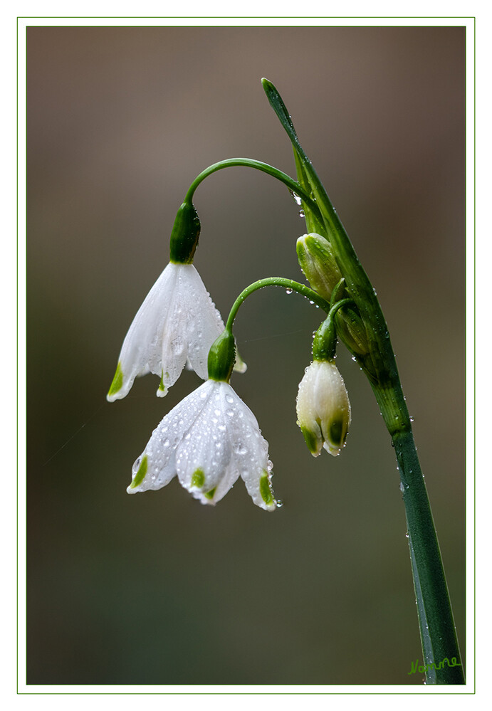 Märzenbecher
Der Märzenbecher (Leucojum vernum) wird auch Märzbecher oder Frühlings-Knotenblume genannt und stammt aus der Familie der Amaryllisgewächse (Amaryllidaceae). Der zweite Name geht auf den auffallenden Fruchtknoten zurück. Er liegt oberhalb der Blütenglocke und wirkt wie eine knotenartige Verdickung des Blütenstiels. Ein zweites sicheres Erkennungsmerkmal sind die charakteristischen hellgrünen Spitzen der weißen Blütenblätter. laut mein-schoener-garten
Schlüsselwörter: 2024