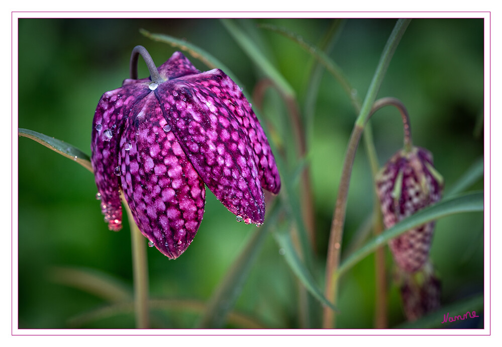 Schachbrettblumen
Das Markante an der Schachbrettblume sind natürlich die Blüten. Ihre Farbe reicht je nach Sorte von elegantem Weiß über Rosa bis zu intensivem Purpur. Bei den weißen Blüten ist das Schachbrettmuster nur sehr schwach zu erkennen, aber vorhanden. Die Blüten selbst sind mittelgroß und erreichen eine Größe von circa fünf bis zehn Zentimetern. Sie hängen einzeln und in Glockenform an den Blütenstielen und nicken dabei anmutig im Wind. Blütezeit ist von April bis Mai – was die Zwiebelblume zu einer beliebten Frühblüherin für den Garten macht. laut mein-schoener-garten.
