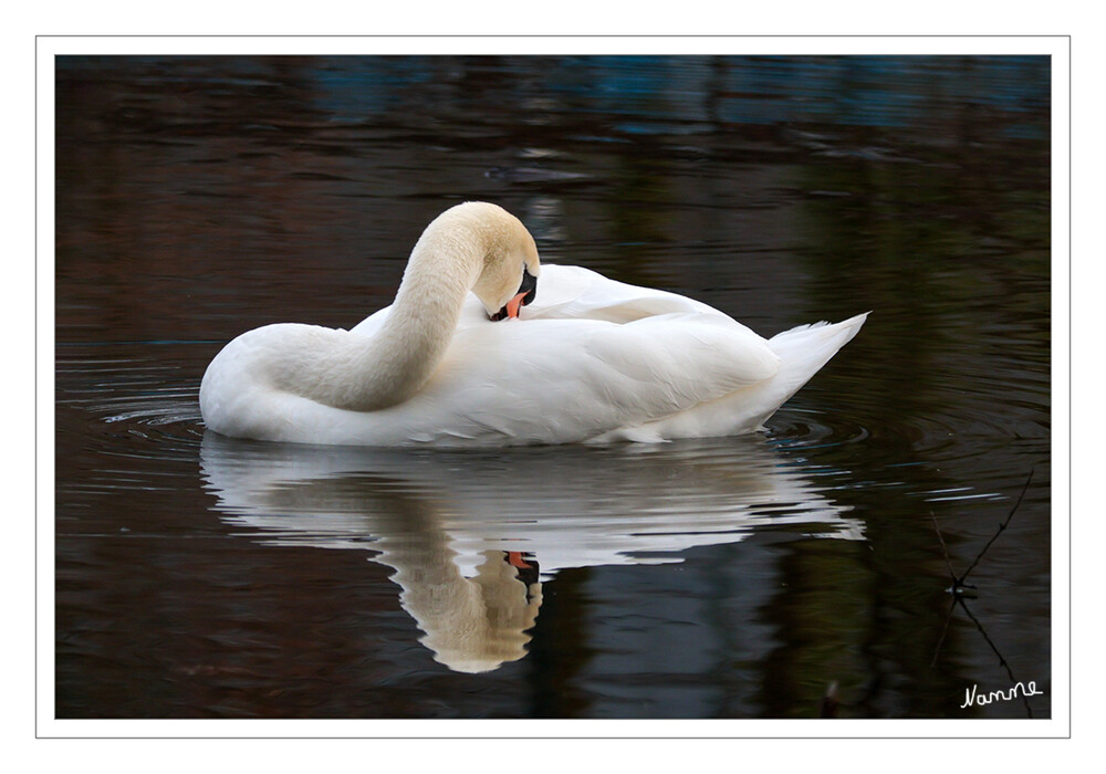 10 - Relax!
Schlüsselwörter: Schwan; 2024