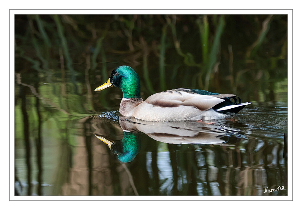 Immer mit der Ruhe
Die Stockente oder Anas platyrhynchos beschreibt eine zu den Gänsevögeln gezählte Schwimmente, die in Europa weit verbreitet ist und im deutschen Sprachraum auch oft als Wildente bezeichnet wird.
Mit einer Körperlänge von bis zu sechzig Zentimetern, einer Flügelspannweite von fast einem Meter und einem Gewicht von durchschnittlich eineinhalb Kilogramm gilt die Stockente als der größte in Europa lebende Vertreter der Schwimmenten. laut biologie-schule
Schlüsselwörter: 2024