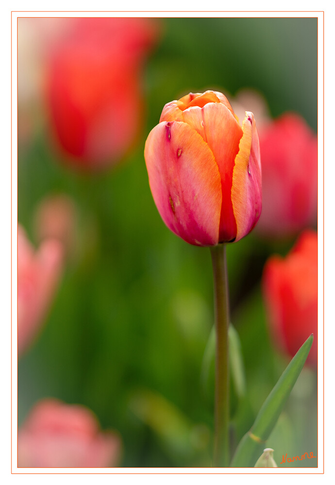 Die Tulpen legen los
(Tulipa) gehören zur Familie der Liliengewächse und sind die mit Abstand größte und variantenreichste Zwiebelblumengattung. Es gibt etwa 150 Arten, in Mittel- und Südeuropa, Nordafrika und Vorder- bis Zentralasien beheimatet sind. Die einzige bei uns heimische Art ist die Weinberg-Tulpe (Tulipa sylvestris). laut Wikipedia
Schlüsselwörter: 2024