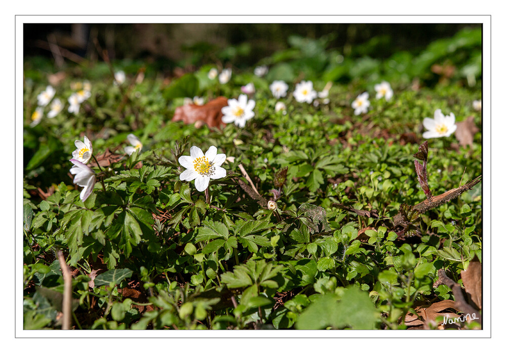 Buschwindröschen
Das Buschwindröschen (Anemonoides nemorosa, Syn. Anemone nemorosa)  ist ein typischer Frühjahrsgeophyt (Frühblüher), der die Krautschicht in Wäldern bildet, während die Bäume im Frühling noch kein Laub tragen. Da das Buschwindröschen hohe Lichtansprüche hat, findet der gesamte Lebenszyklus der Pflanze im Frühjahr statt. Oft werden große Flächen von dieser gesellig wachsenden Art eingenommen und mit einem weißen Blütenteppich bedeckt. laut Wikipedia
Schlüsselwörter: 2024