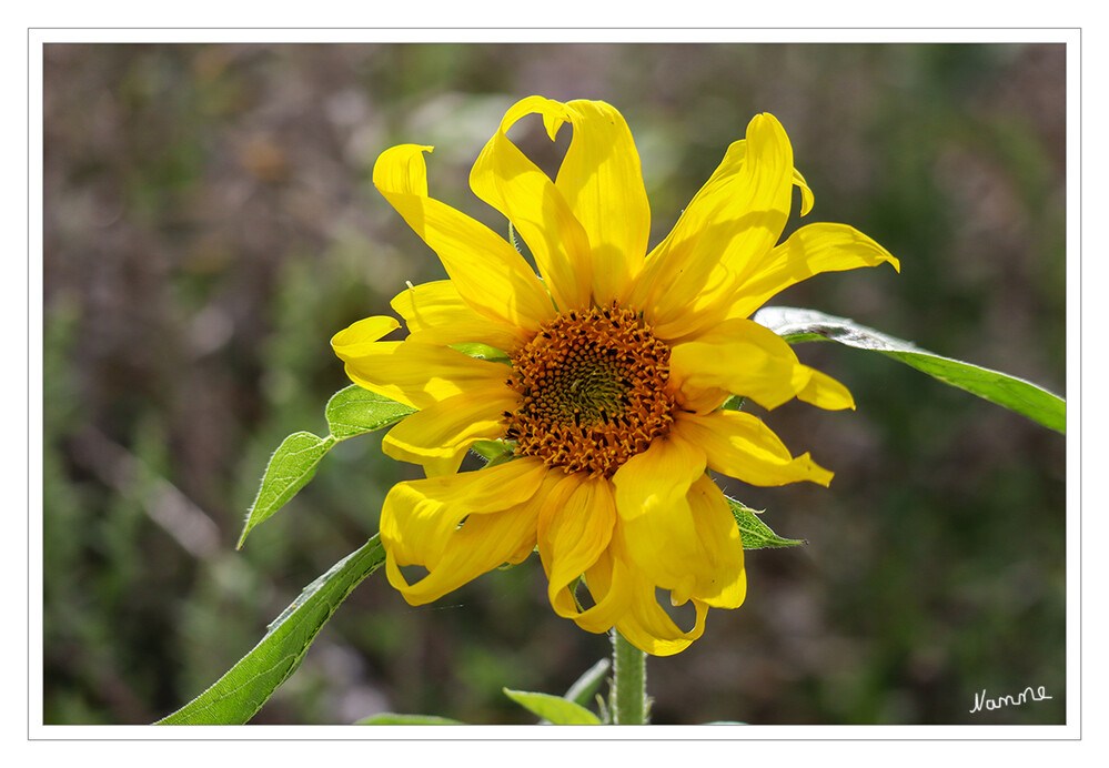 Sonnenblume
Der botanische Gattungsname Helianthus, leitet sich von den griechischen Wörtern helios für „Sonne“ und anthos für „Blume“ ab. laut Wikipedia
