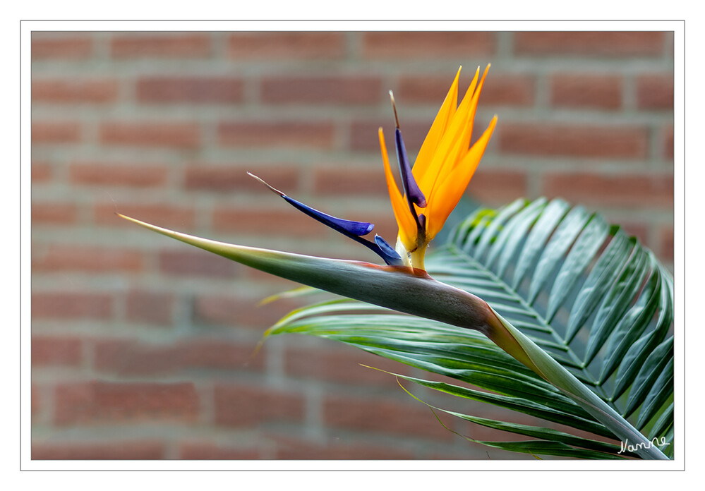 1 - Meine Strelitzie blüht
Mit ihren farbenfrohen Blüten ähnelt sie dem aufgestellten Federkamm der Paradiesvögel aus Ozeanien. Die exotische Pflanze ist in unseren Breiten vor allem als Schnittblume bekannt, gedeiht aber auch gut in Wintergärten
Schlüsselwörter: 2024