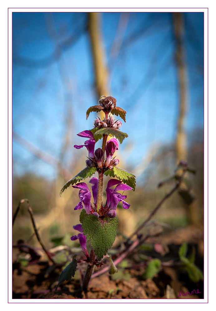 Purpurrote Taubnessel 
(Lamium purpureum) kommt in vielen Gärten vor und kann dort einfach geerntet werden. Nachdem die kleinen Blüten im März aufgetaucht sind, sollte man den Bienen und Hummeln den Vortritt lassen, sie sind auf diese erste Nahrung angewiesen, um das Frühjahr zu überstehen. Später kann sich auch der Mensch an der zähen Pflanze bedienen. laut Nabu
Schlüsselwörter: 2024