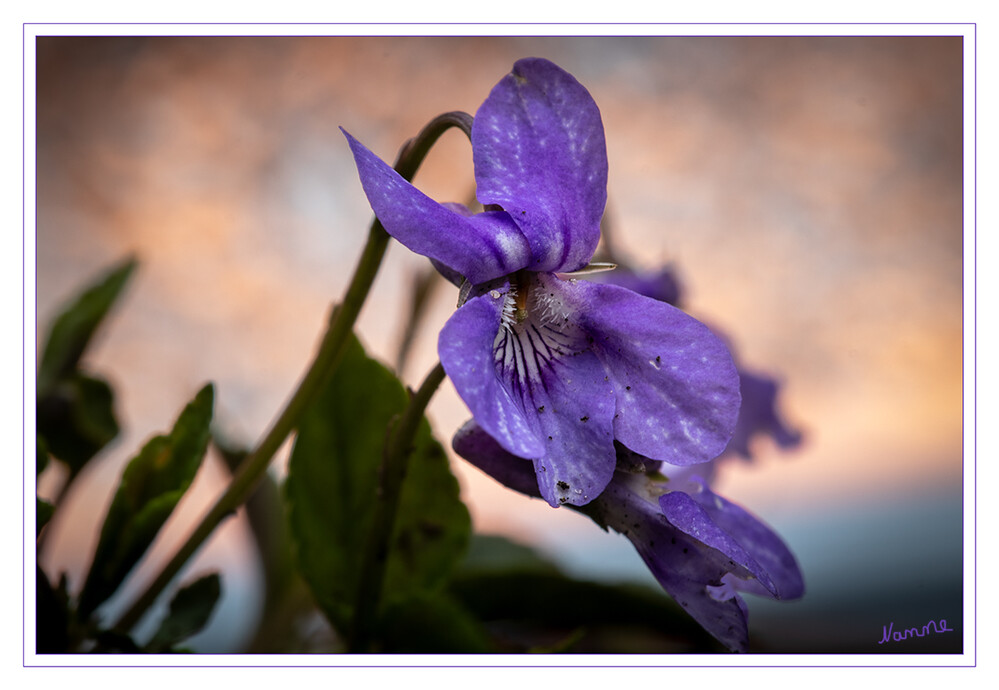 Kleines Veilchen
Veilchen oder Violen (Viola) sind eine Pflanzengattung innerhalb der Familie der Veilchengewächse (Violaceae). Von den 400 bis 650 Arten gedeihen die meisten in den gemäßigten Gebieten der Erde. Die Zentren der Artenvielfalt liegen in Nordamerika, den Anden und Japan. laut Wikipedia
Schlüsselwörter: 2024