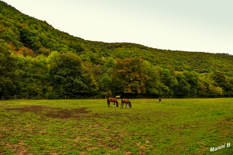 Impressionen aus der Nordeifel
Indien Summer am Rur-Ufer Radweg zwieschen Nideggen und Obermaulbach
Schlüsselwörter: Nordeifel; Eifel