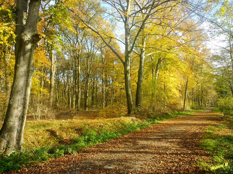 Waldweg
im herbstlichen Licht
Schlüsselwörter: Baum; Bäume;