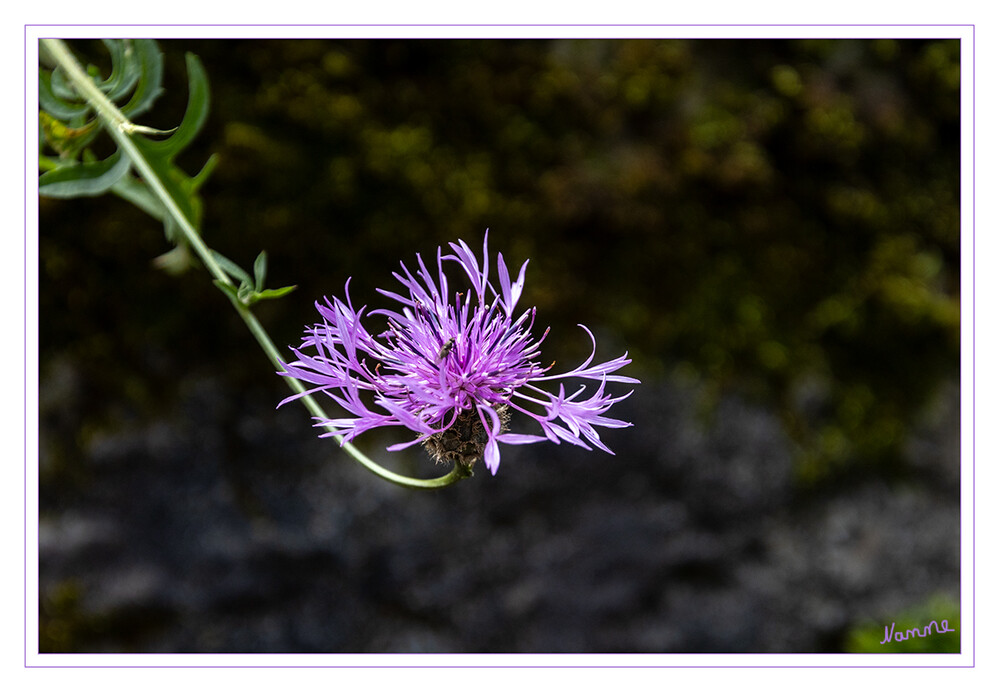 Flockenblume
Ihr natürliches Verbreitungsgebiet ist hauptsächlich Europa, der Mittelmeerraum und Vorderasien. Die bekannteste einjährige Flockenblumen-Art kennen wir aus unseren sommerlichen Getreidefeldern, wo sie mit ihren kleinen blauen Blüten ein typisches Bild ergibt: die Kornblume (Centaurea cyanus). laut mein-schoener-garten
Schlüsselwörter: 2024