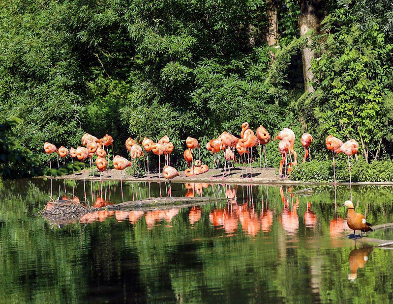 Zoo Krefeld
Flamingos
Elise Schumann
Schlüsselwörter: Zoo Krefeld