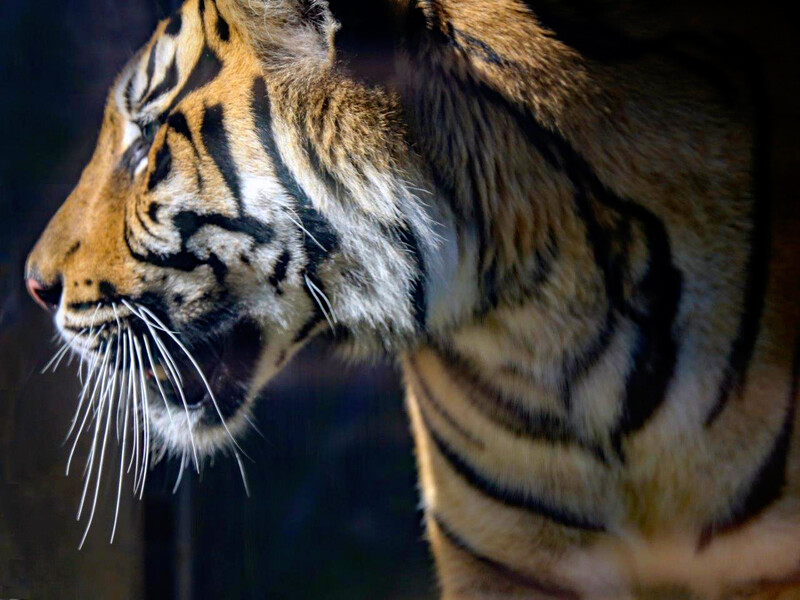 Zoo Krefeld
Tiger
Elise Schumann
Schlüsselwörter: Zoo Krefeld