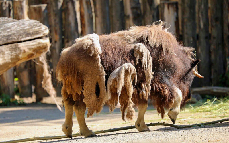 Zoo Krefeld
Moschusochse
Elise Schumann
Schlüsselwörter: Zoo Krefeld