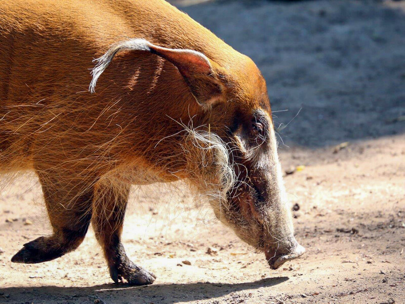 Zoo Krefeld
Pinselohrschwein
Elise Schumann
Schlüsselwörter: Zoo Krefeld