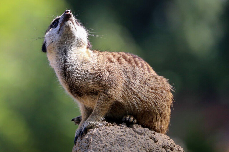 Zoo Krefeld
Erdmännchen
Elise Schumann
Schlüsselwörter: Zoo Krefeld