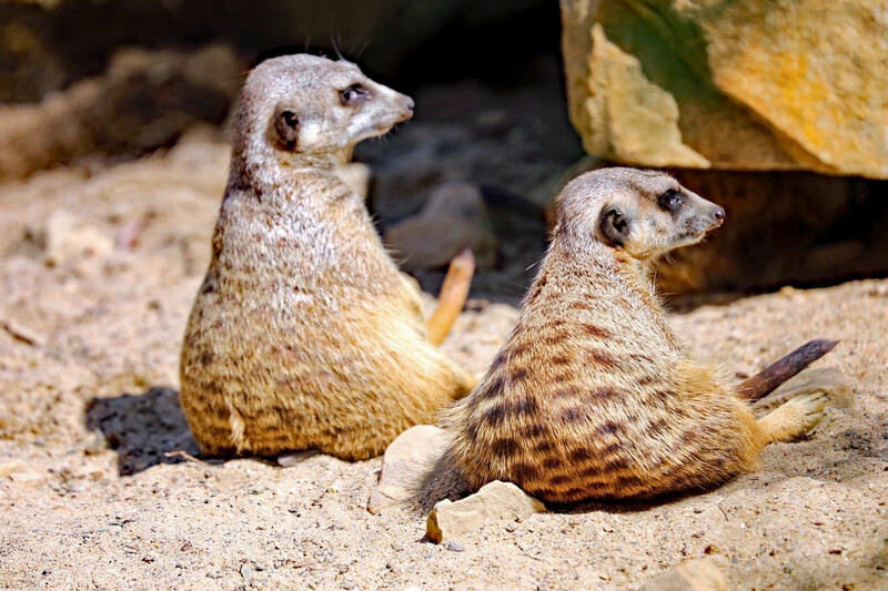 Zoo Krefeld
Erdmännchen
Elise Schumann
Schlüsselwörter: Zoo Krefeld